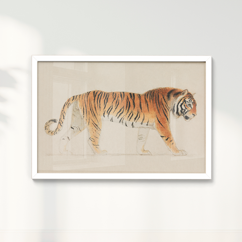 Tigre