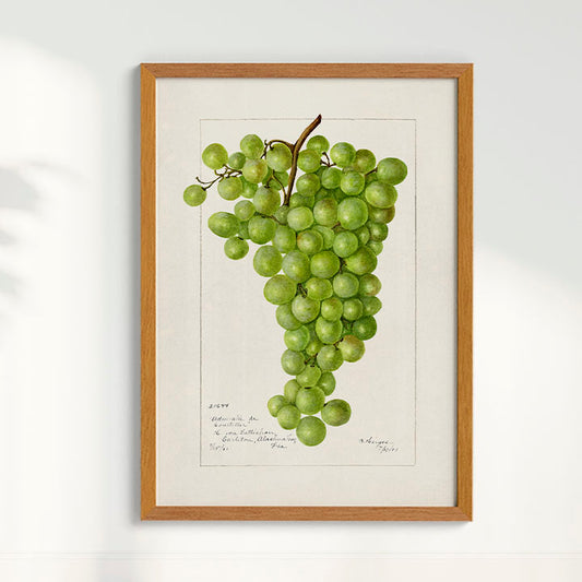 Quadro Uva vintage