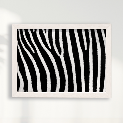 Quadro Zebra