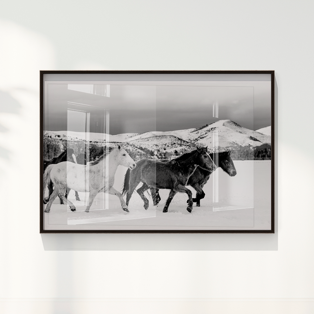 Wild horses