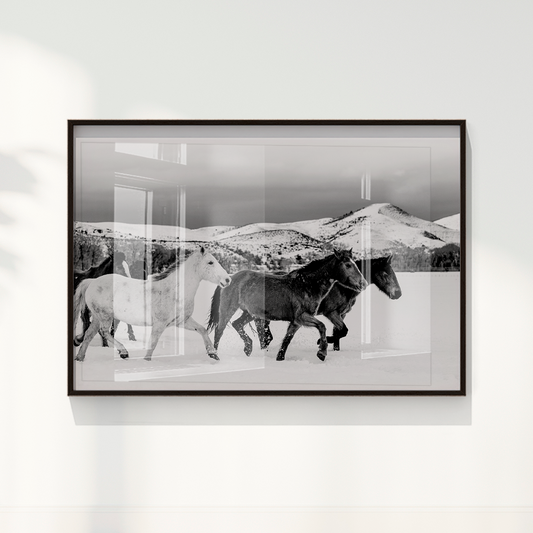 Wild horses