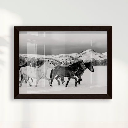 Wild horses