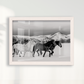 Wild horses