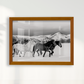 Wild horses