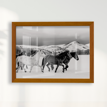 Wild horses