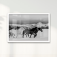 Wild horses