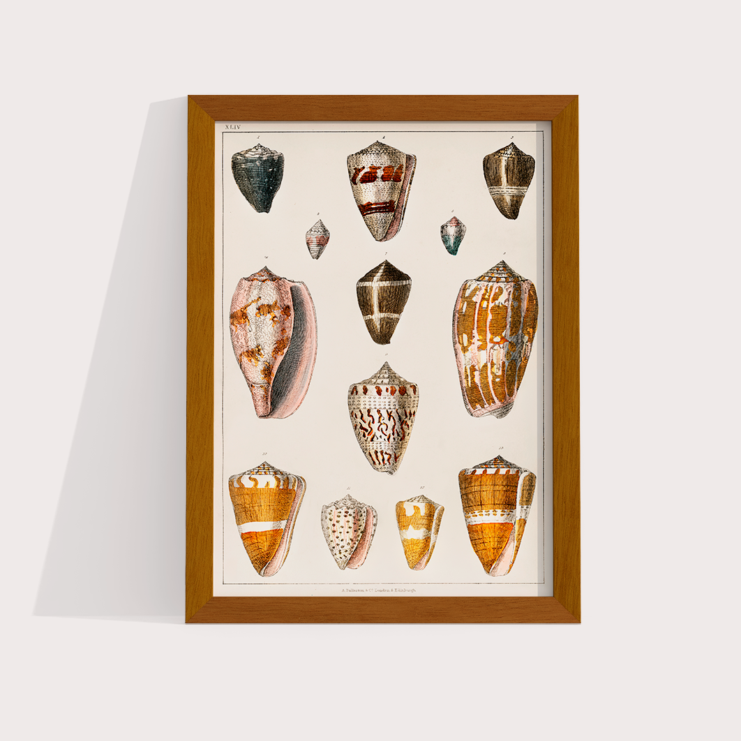 Conchas