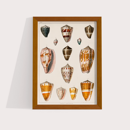 Conchas