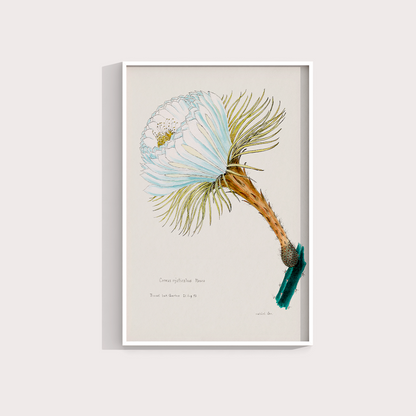 Flower Cactus