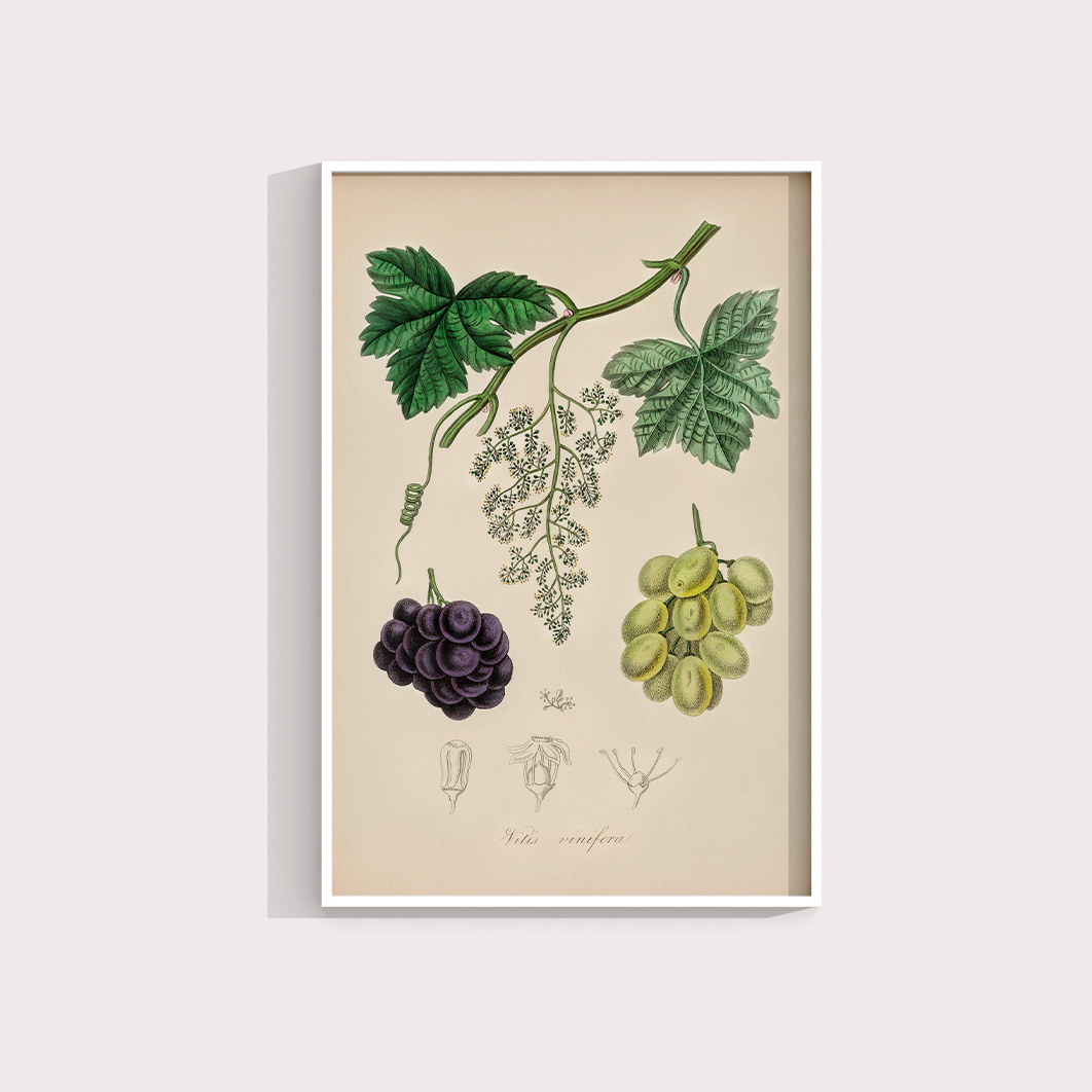 Uvas Vintage