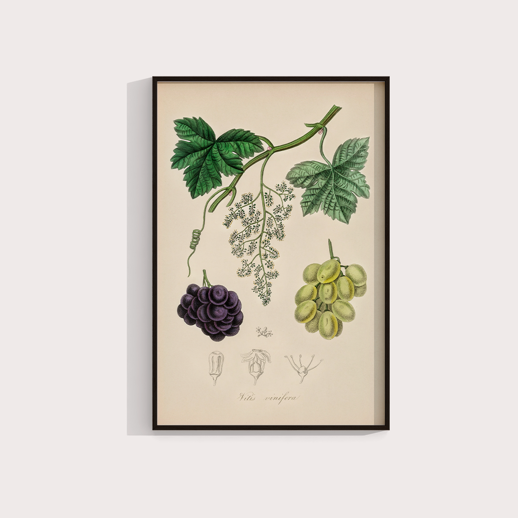 Uvas Vintage