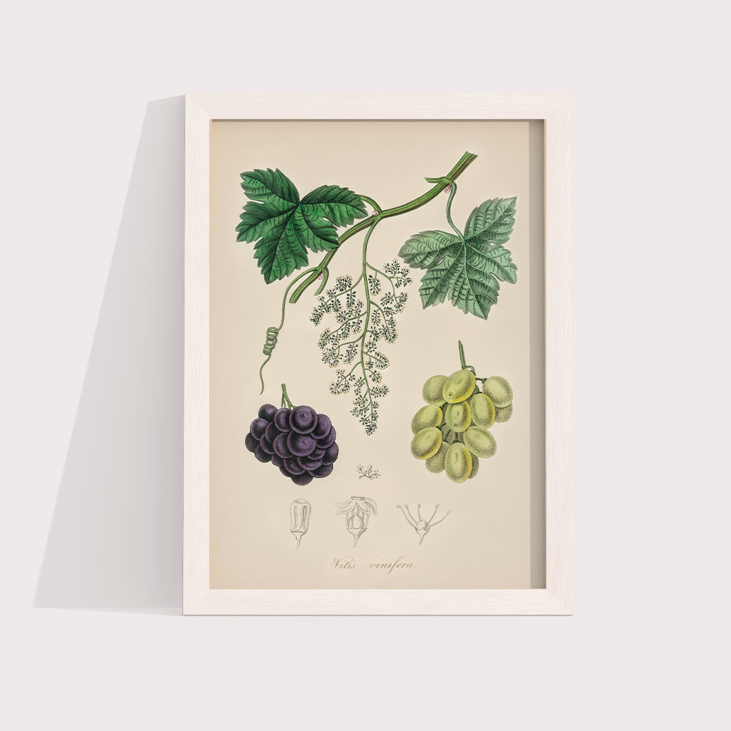 Uvas Vintage