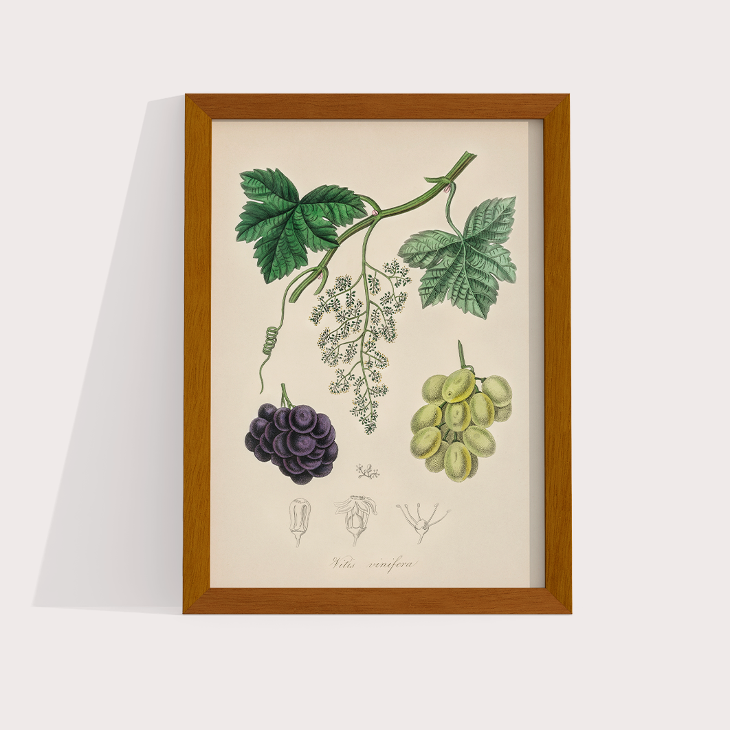 Uvas Vintage