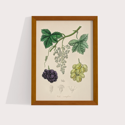 Uvas Vintage