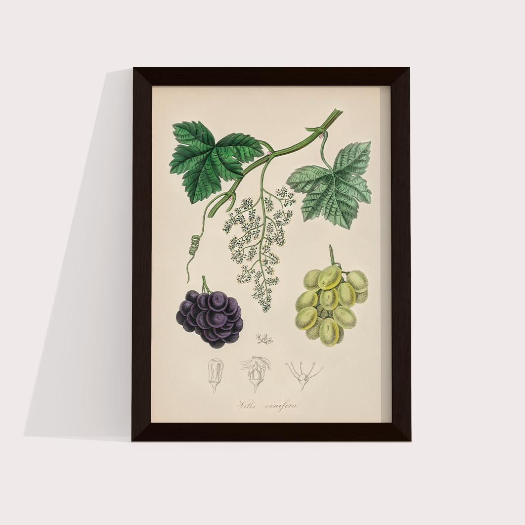 Uvas Vintage