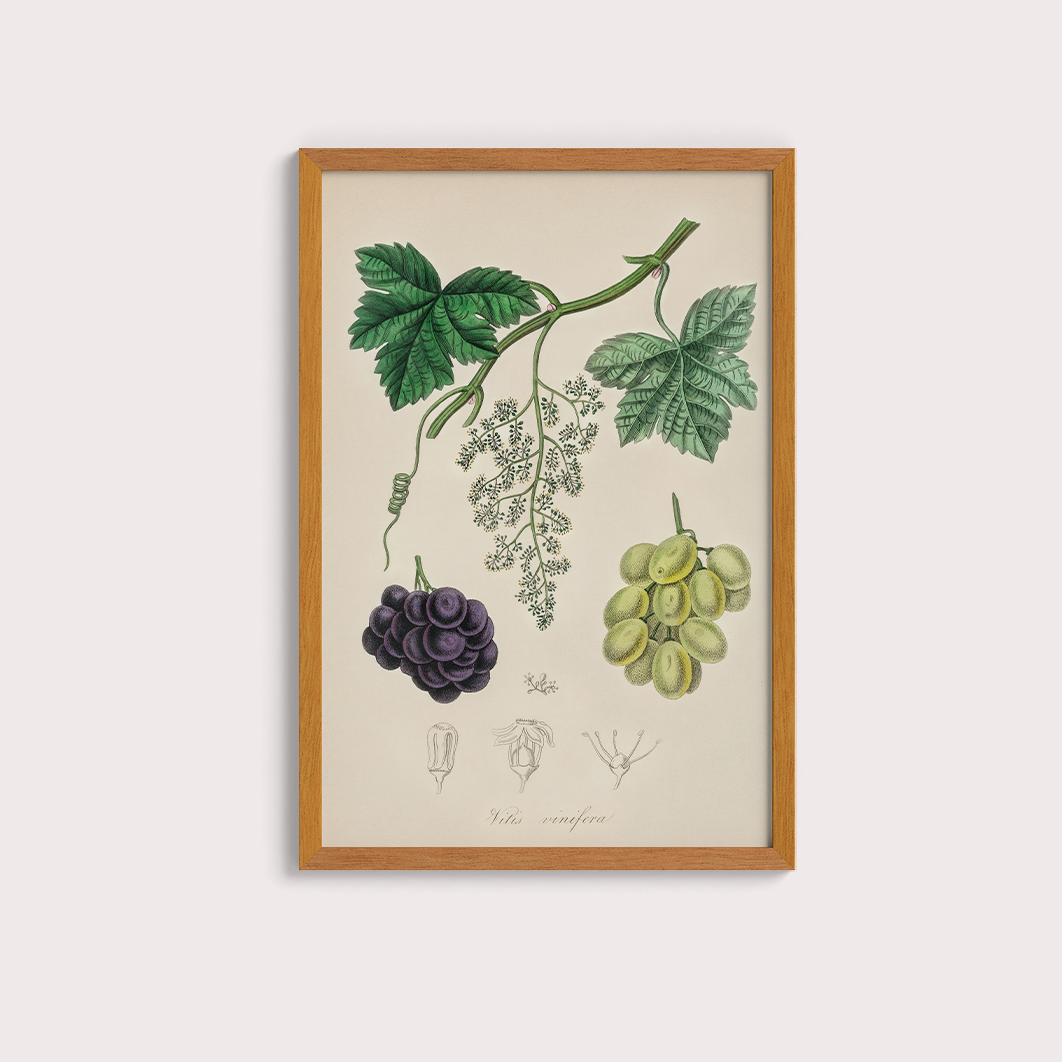 Uvas Vintage