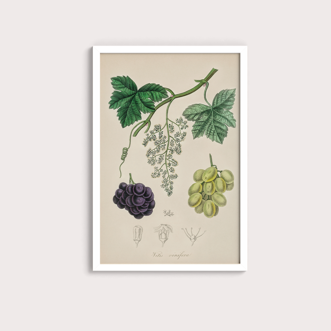 Uvas Vintage