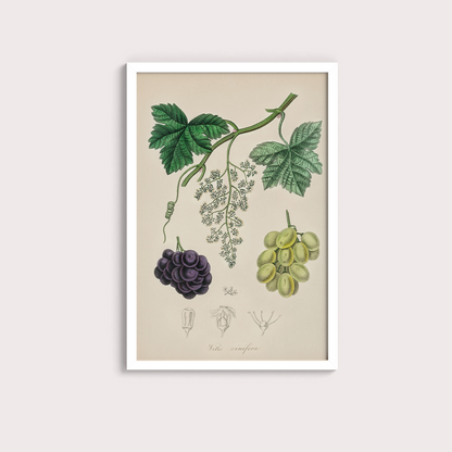 Uvas Vintage