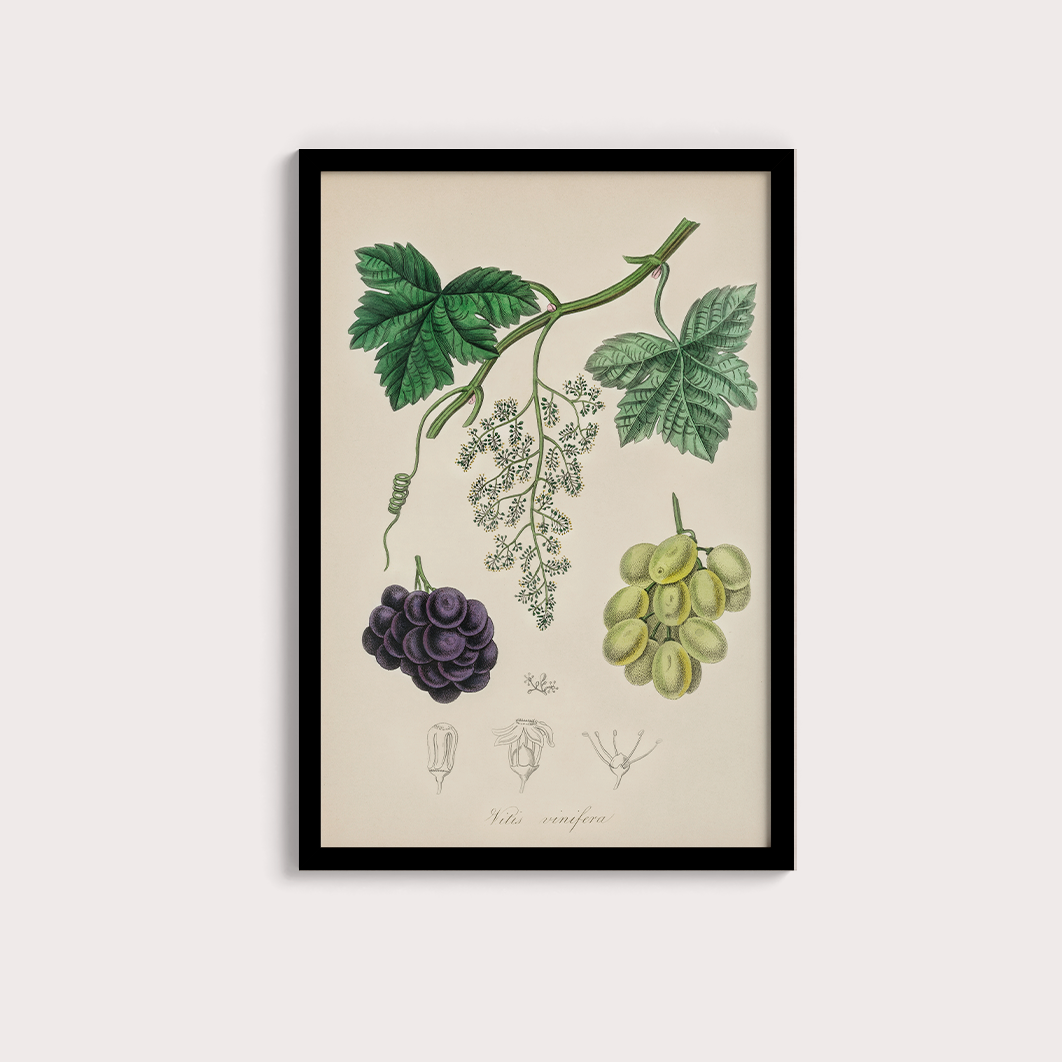 Uvas Vintage