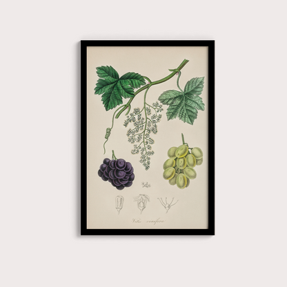 Uvas Vintage