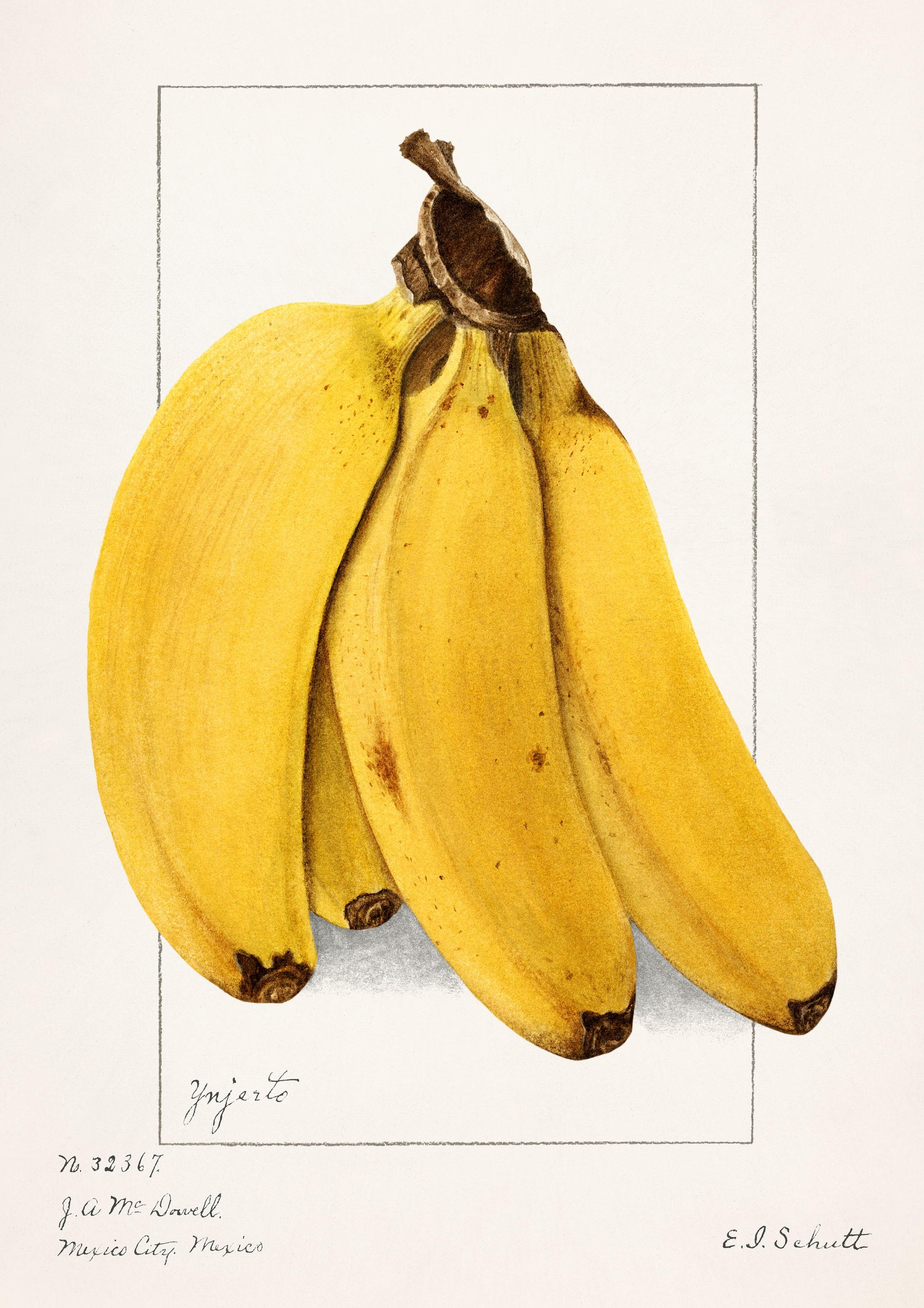 Banana Vintage - LARTESTUDIO