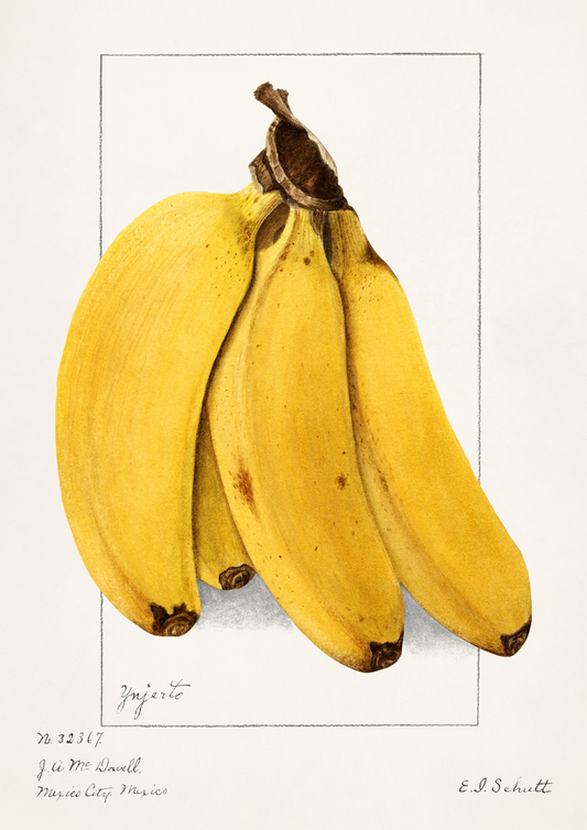 Banana Vintage - LARTESTUDIO