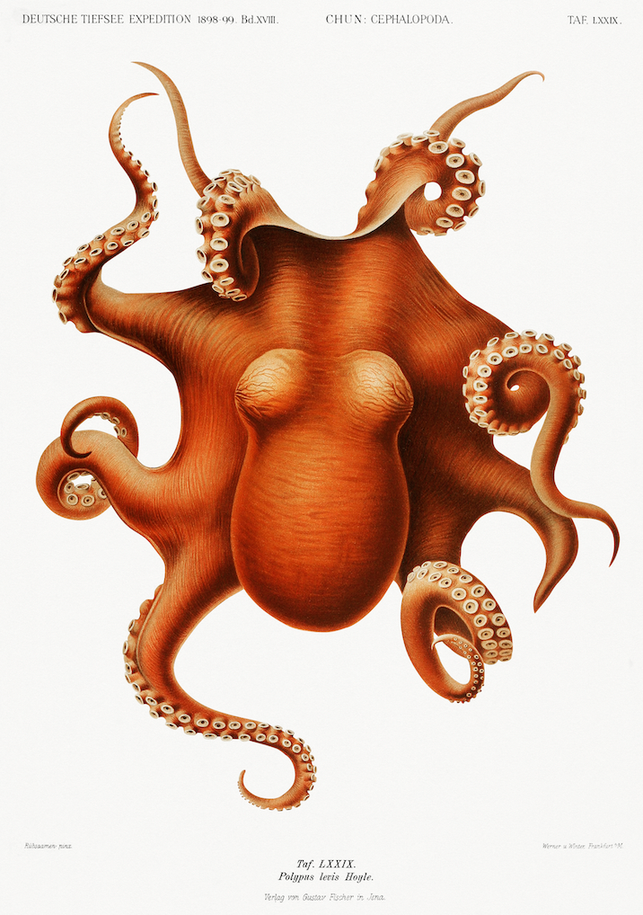 Quadro Polvo - Poster Vintage