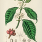 Café Arabica - LARTESTUDIO