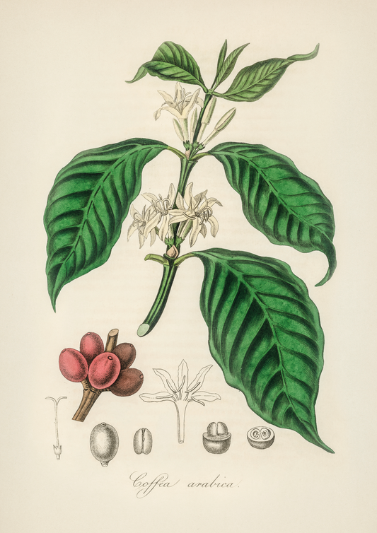 Café Arabica - LARTESTUDIO