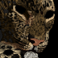 Quadro Felino - LARTESTUDIO