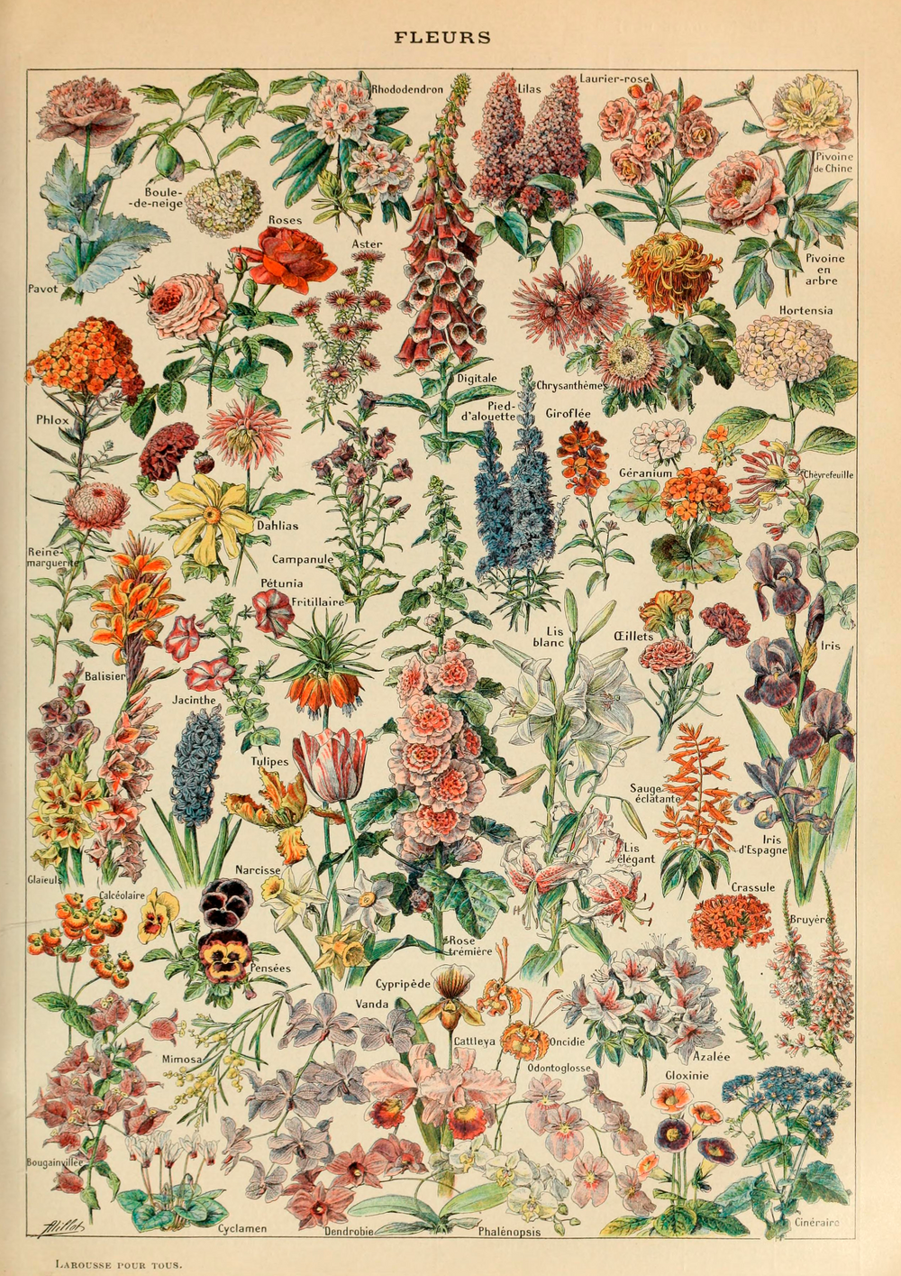 Quadro Fleurs - flores vintage