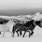 Quadro Wild horses - LARTESTUDIO