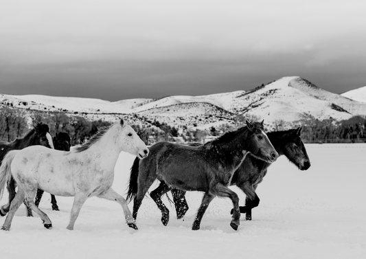 Quadro Wild horses - LARTESTUDIO