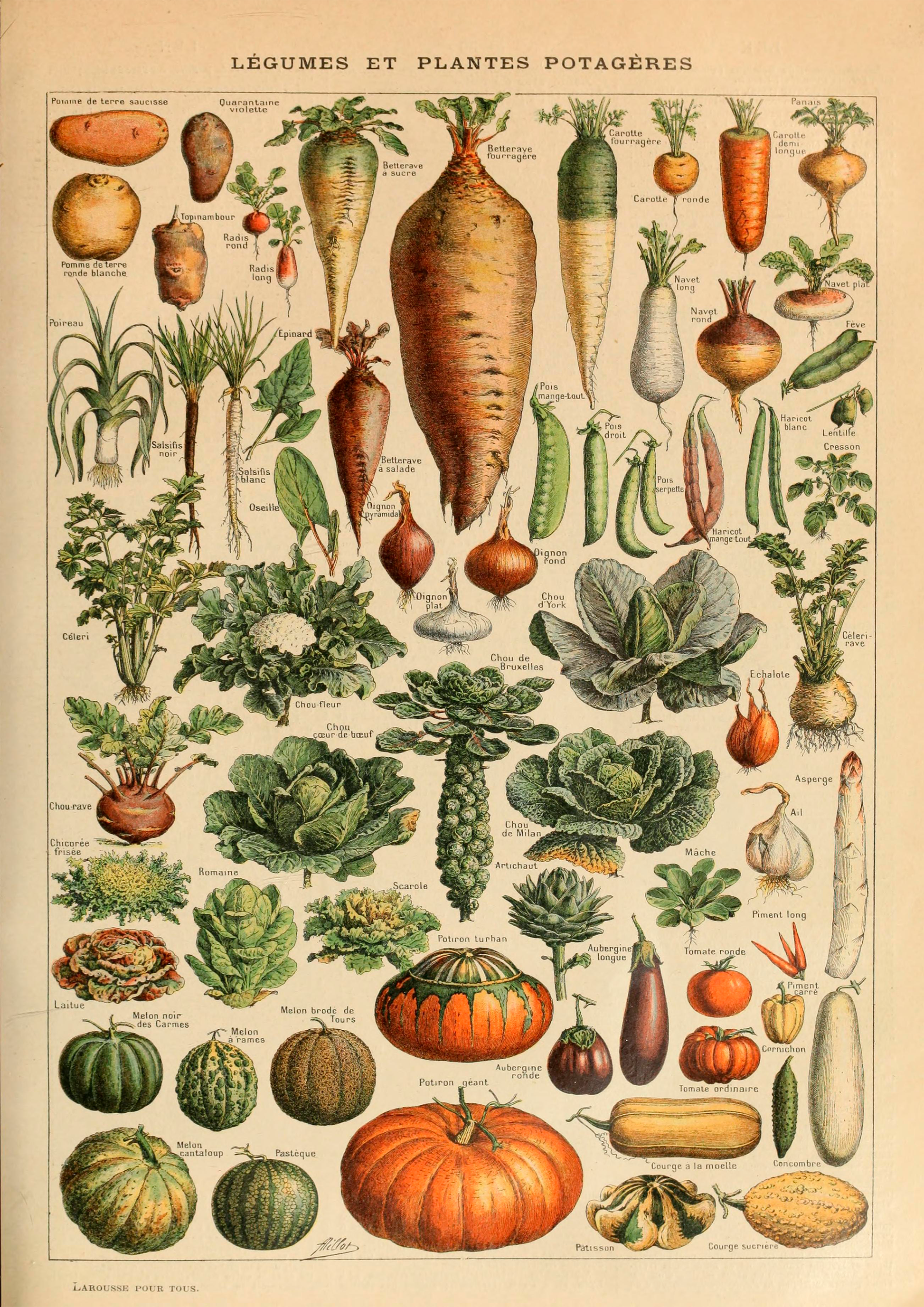 Quadro Vegetables - LARTESTUDIO