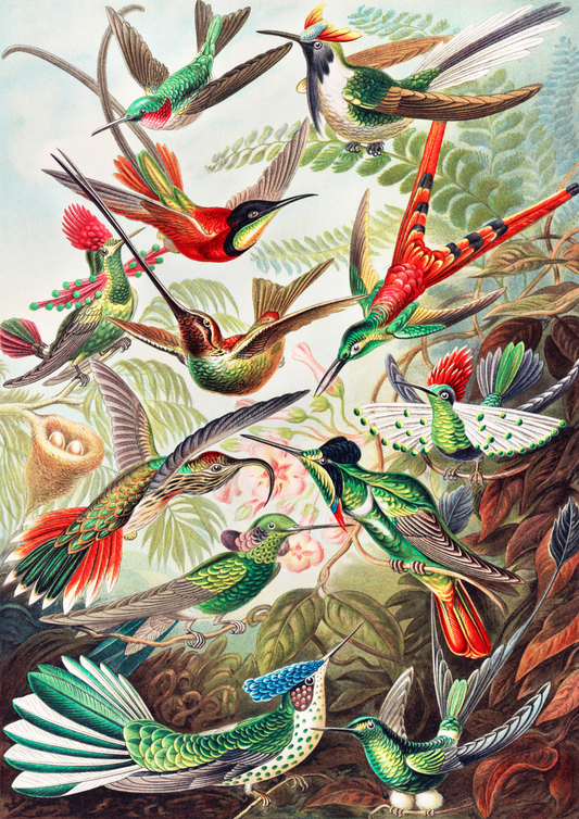 Magical Birds - LARTESTUDIO