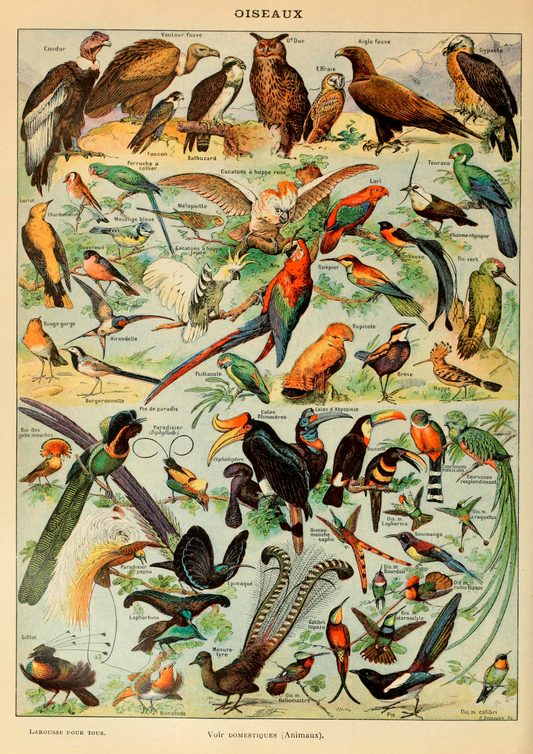 Quadro Oiseaux - Aves vintage