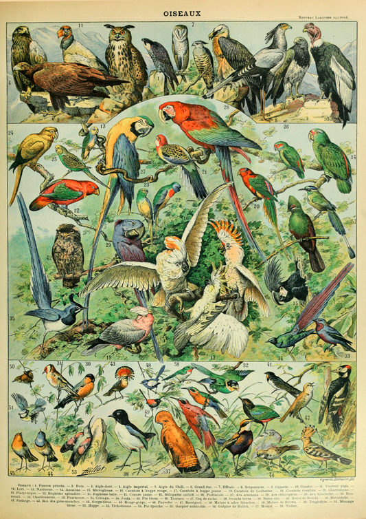 Quadro Oiseaux - Aves vintage 2
