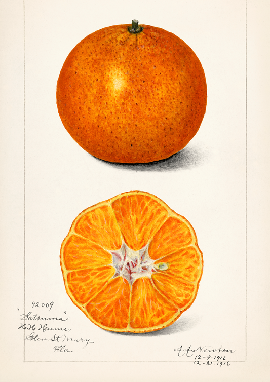 Laranja Vintage - LARTESTUDIO