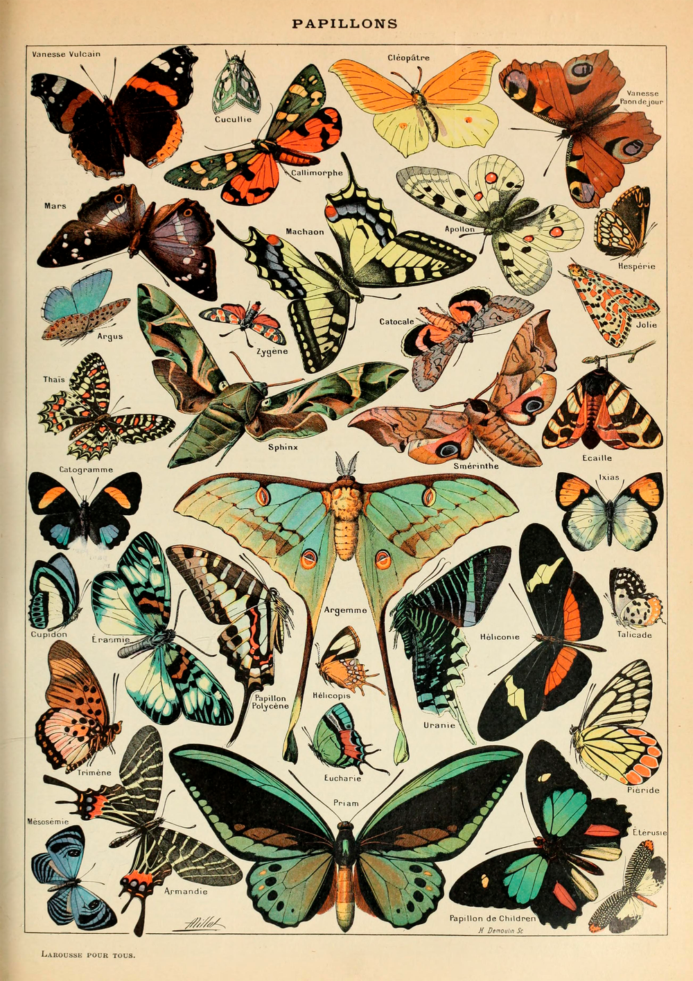 Quadro Papillons - Borboletas