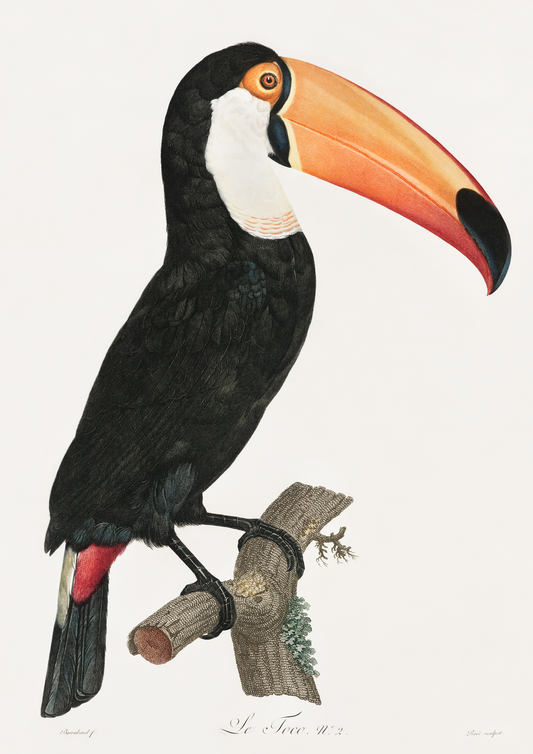 Quadro desenho tucano - LARTESTUDIO