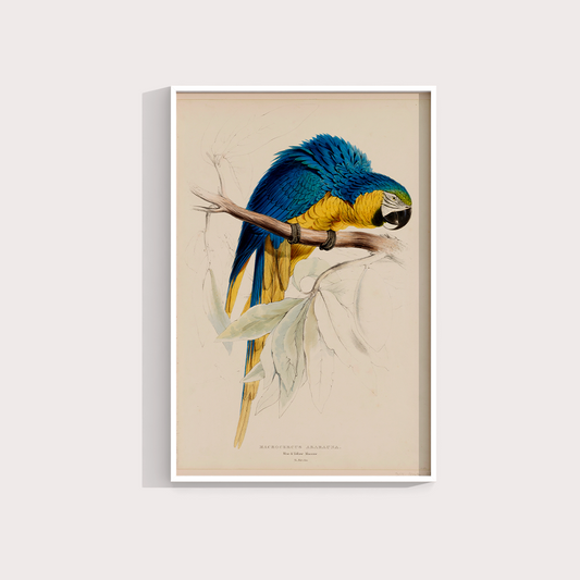 Arara Vintage - LARTESTUDIO