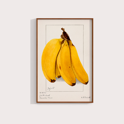 Banana Vintage - LARTESTUDIO