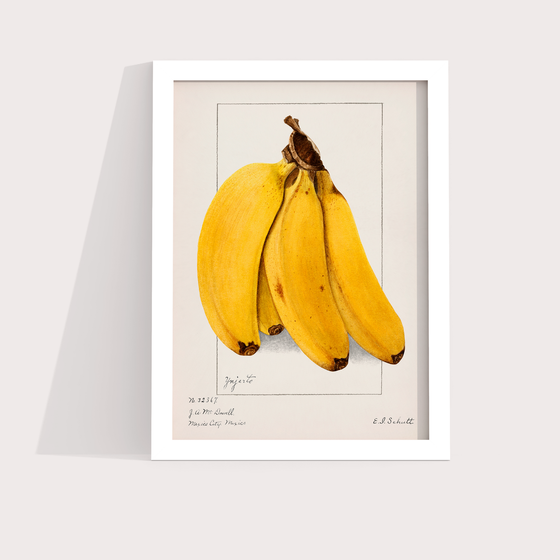 Banana Vintage - LARTESTUDIO