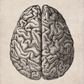 Brain Vintage - LARTESTUDIO