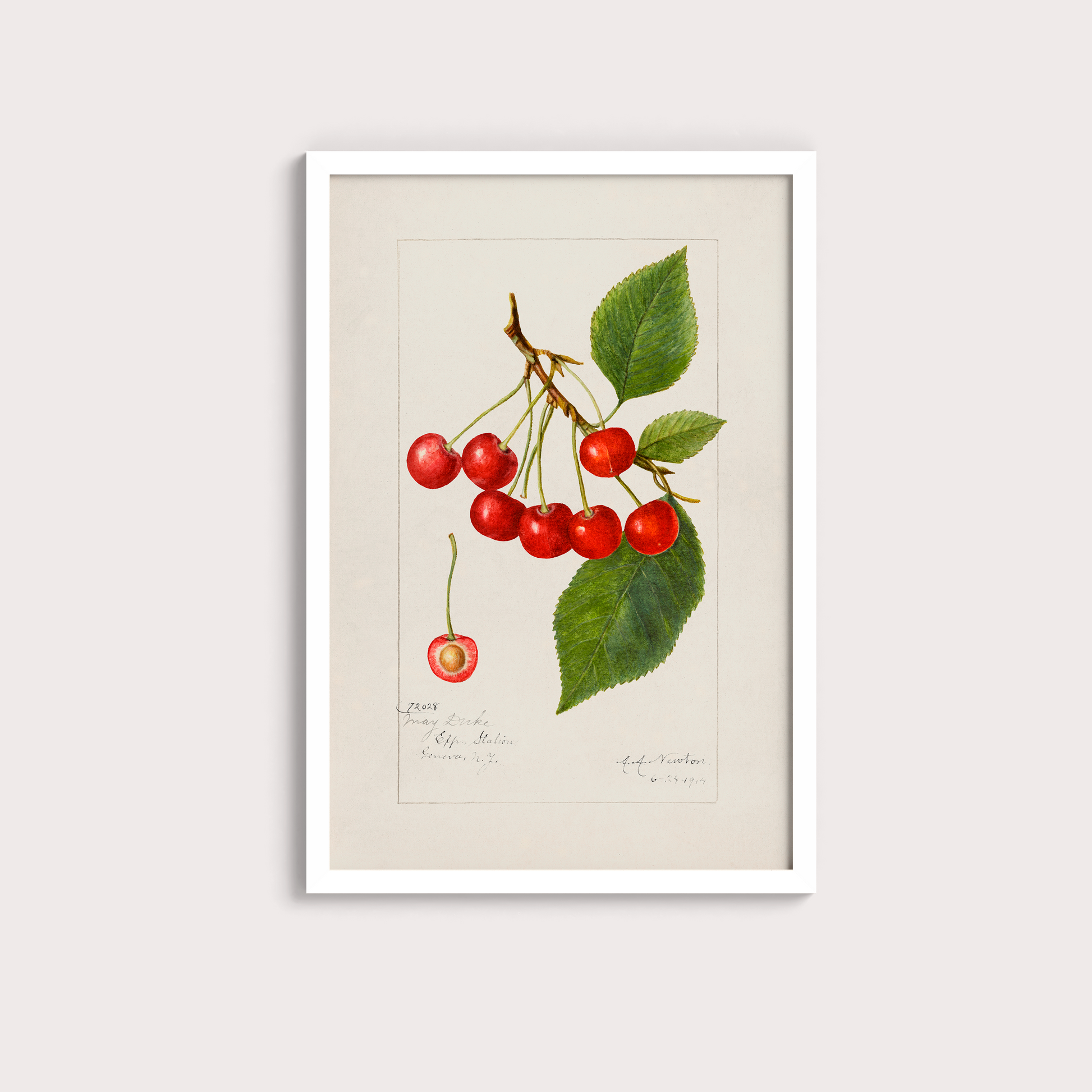 Cerejas Vintage - LARTESTUDIO