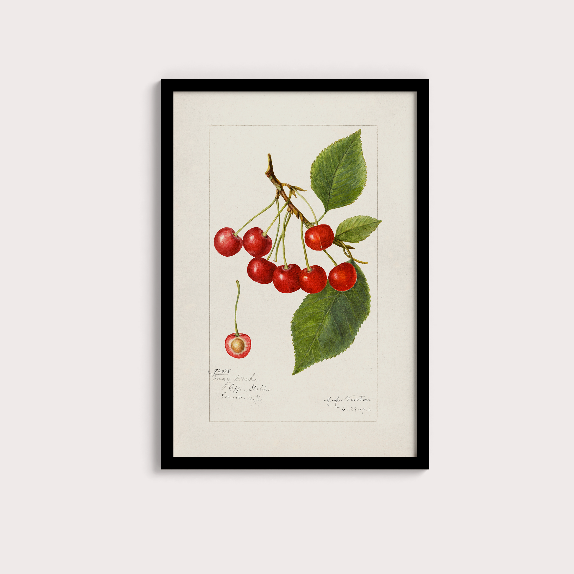 Cerejas Vintage - LARTESTUDIO