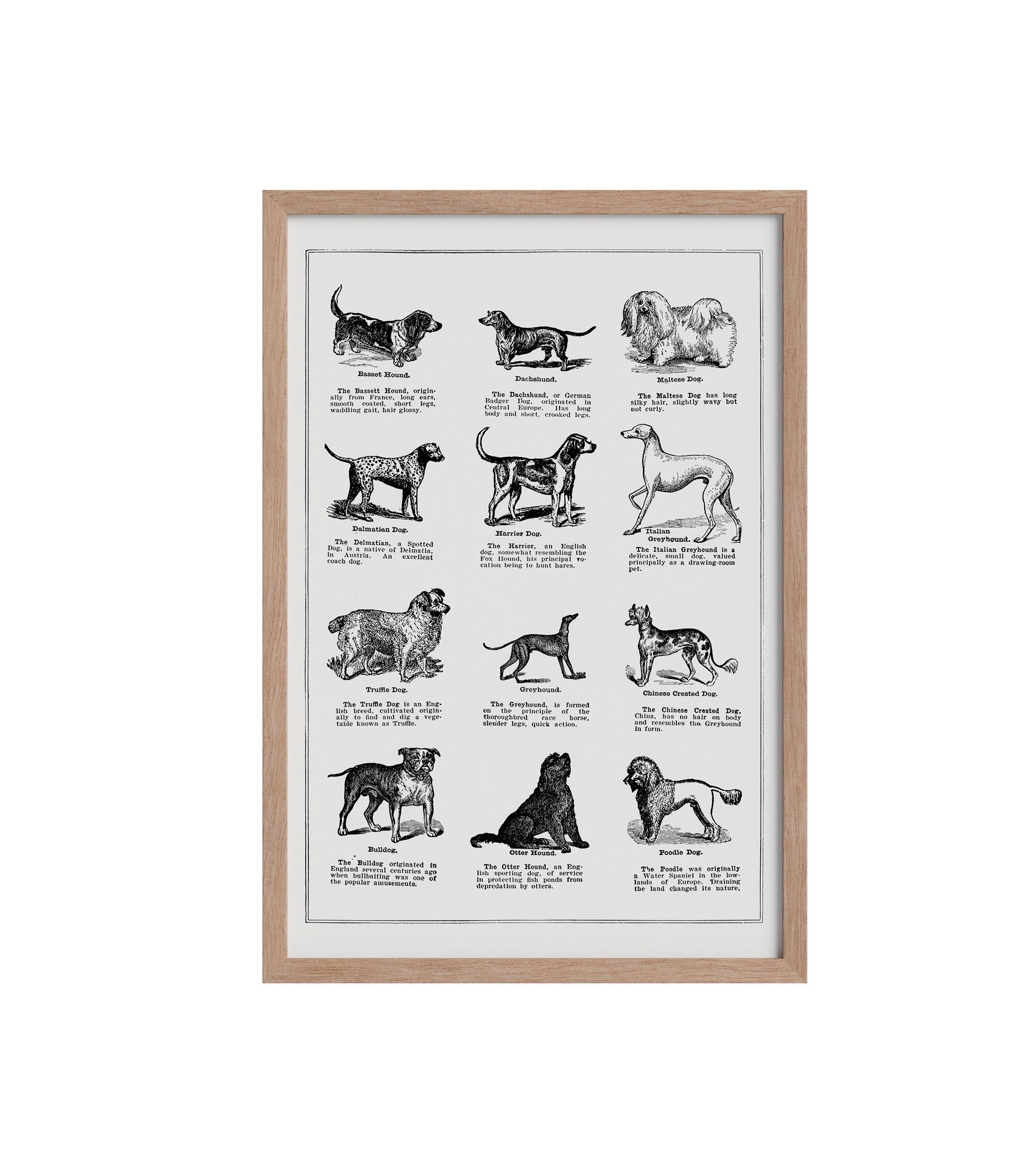 Vintage Dogs - LARTESTUDIO