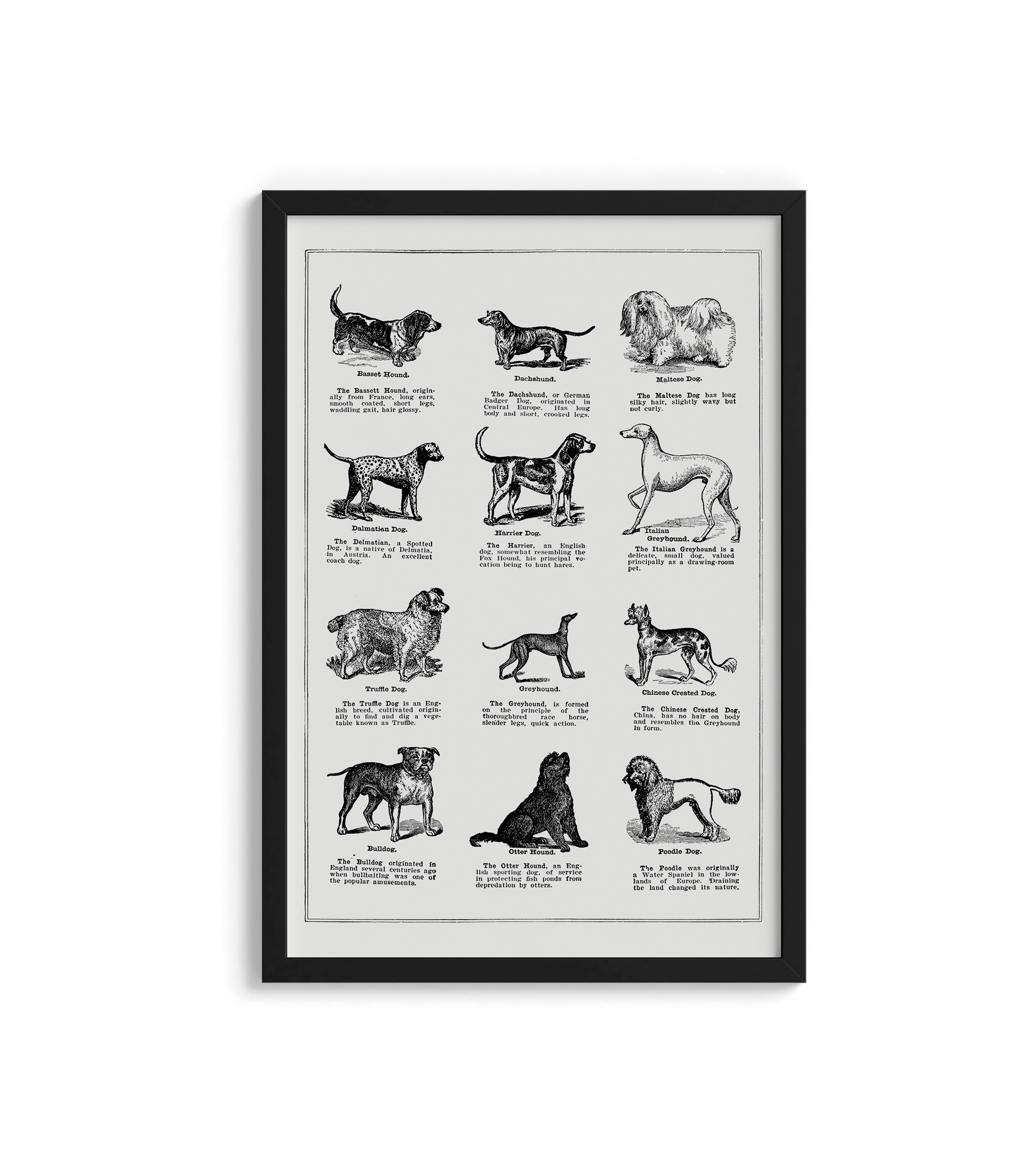 Vintage Dogs - LARTESTUDIO