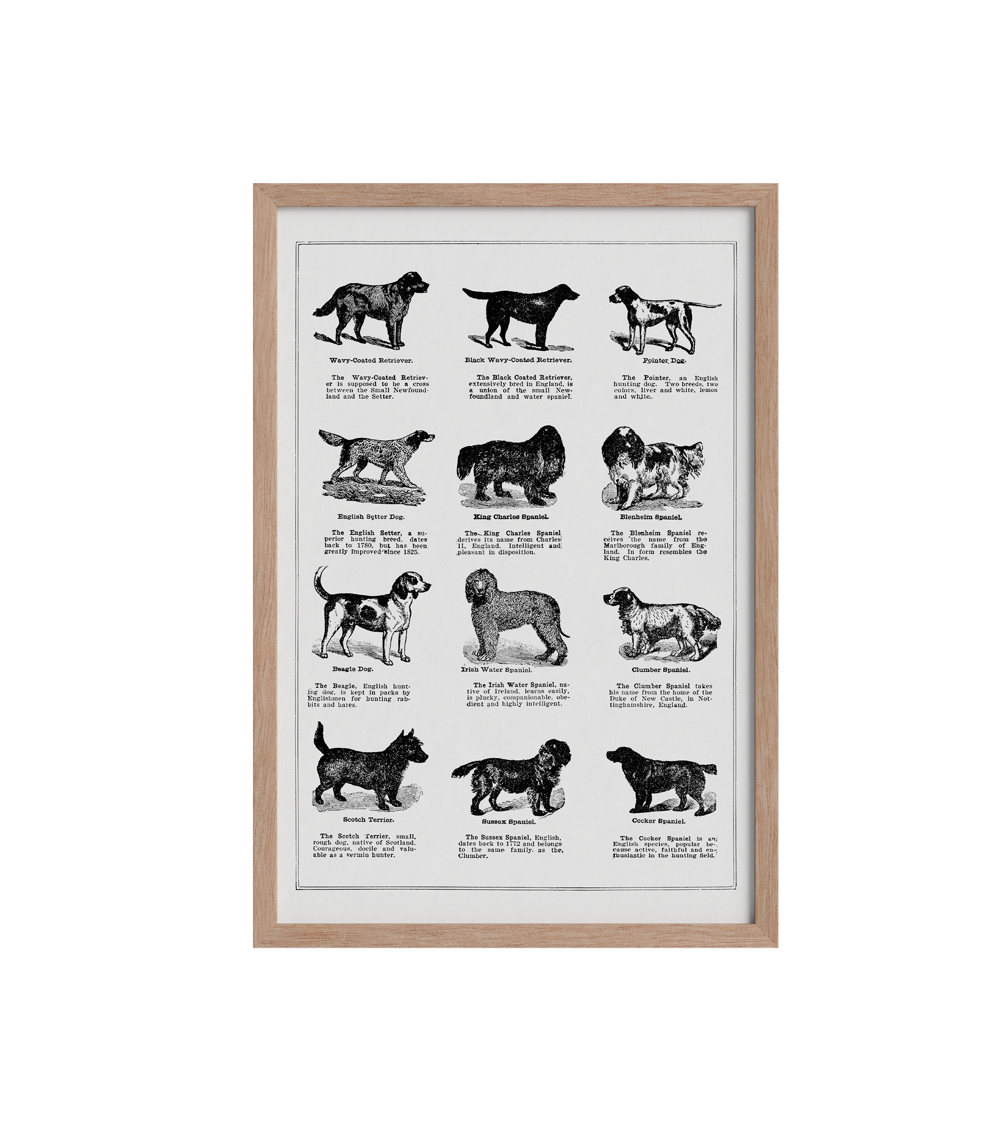 Vintage Dogs II - LARTESTUDIO