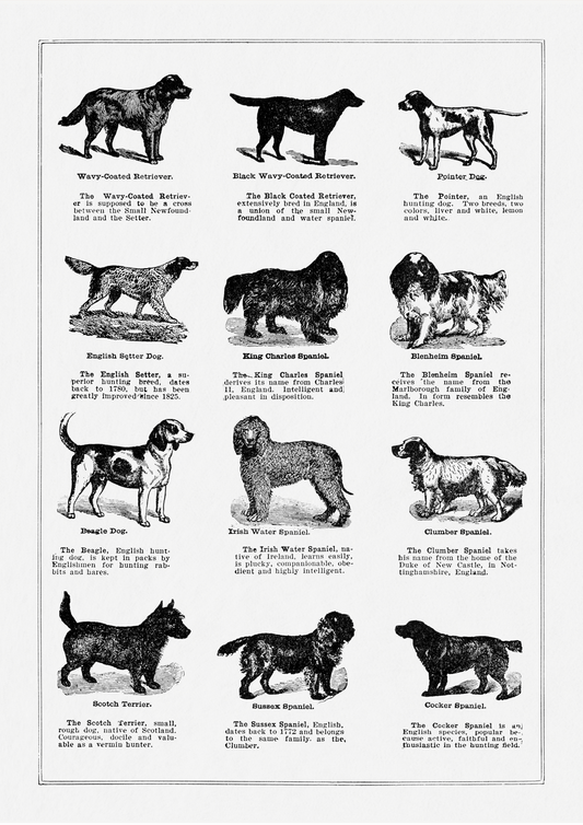 Vintage Dogs II - LARTESTUDIO